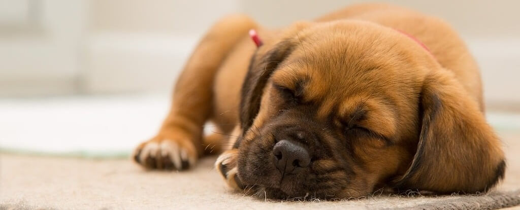 Opieka nad zwierzętami domowymi